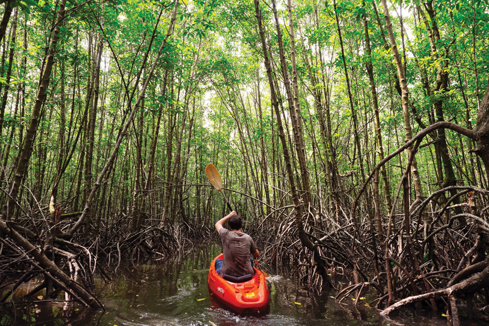 attraction-Koh Kong Introduction Mangrove Forest Koh Kong.jpg